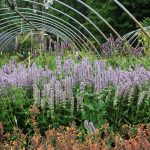 AGASTACHE x BLUE FORTUNE Anise Hyssop